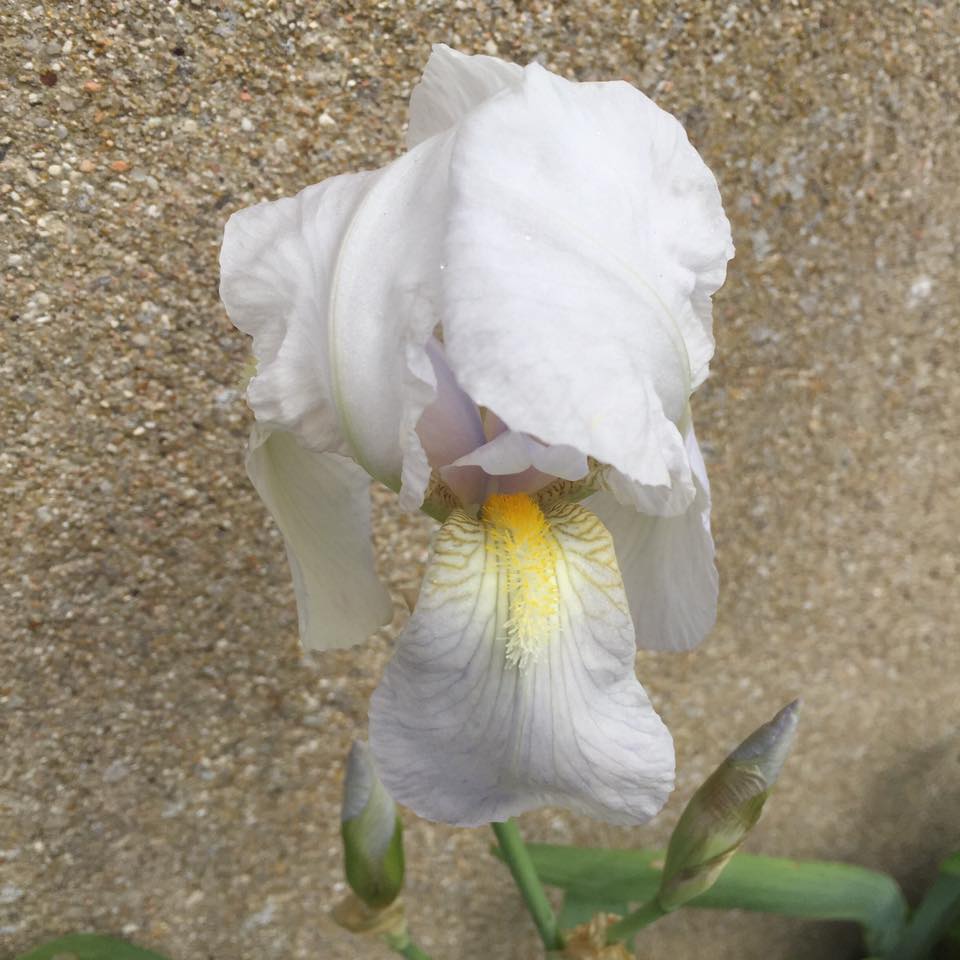 White iris flower with falling petals and a yellow beard